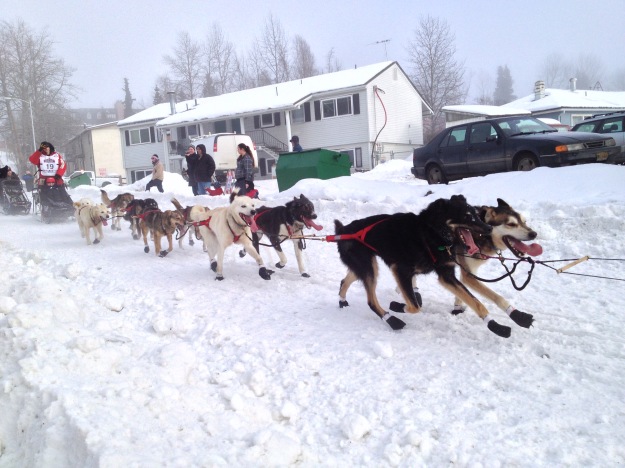 Iditarod sled dogs racing downtown anchorage alaska